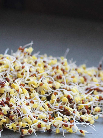 Sprouted Organic Broccoli Sprouting Seeds on Table