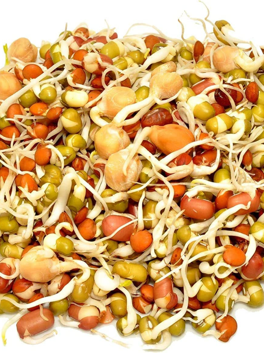 Closeup of Sprouted Handy Pantry Organic Protein Powerhouse Mix Sprouting Seeds