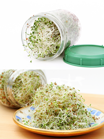Mesh Sprout Lid For Mason Jars with Bean Sprouts