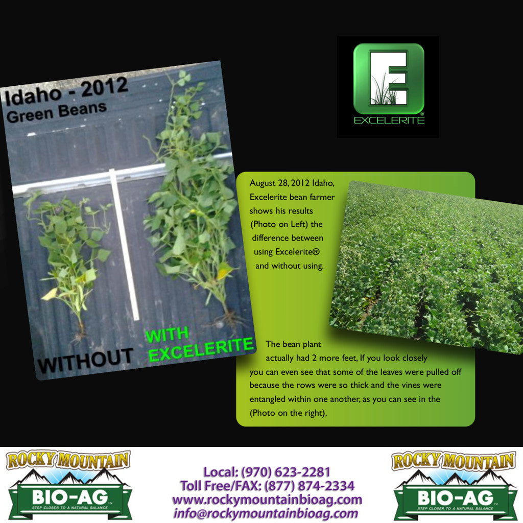 Idaho Green Beans Before and After with Excelerite Montmorillinite Clay