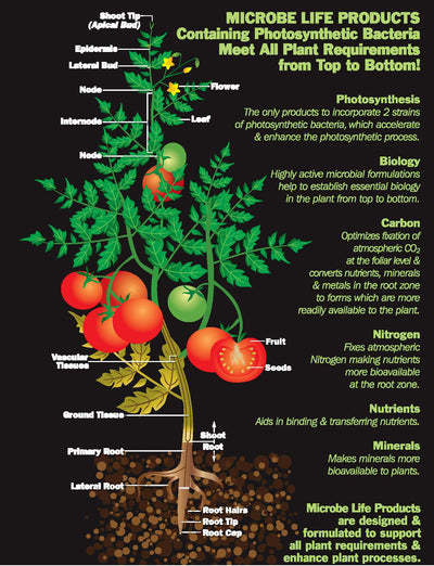 Information Sheet for Foliar Spray and Root Dip from Microbe Life Hydroponics