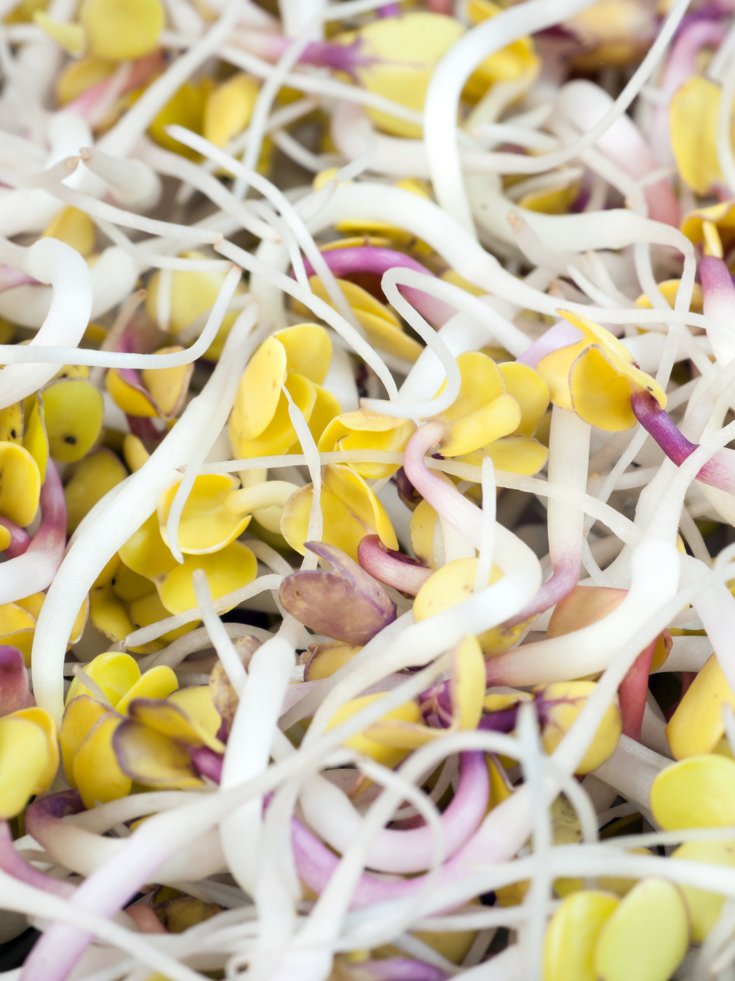 Close Up of Radish Organic Sprouting Seeds