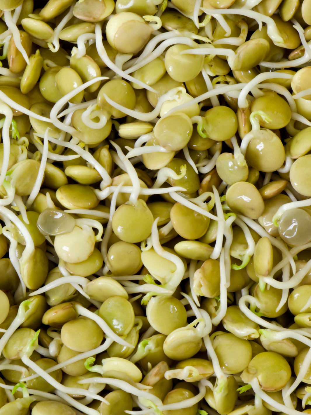 Green Lentil Sprouts Grown with Organic 5 Part Salad Mix Sprouting Seeds