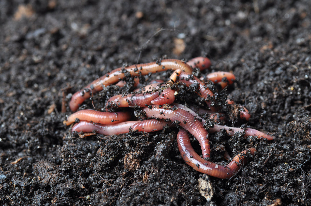 worm castings for potted plants Pure Earthworm Castings