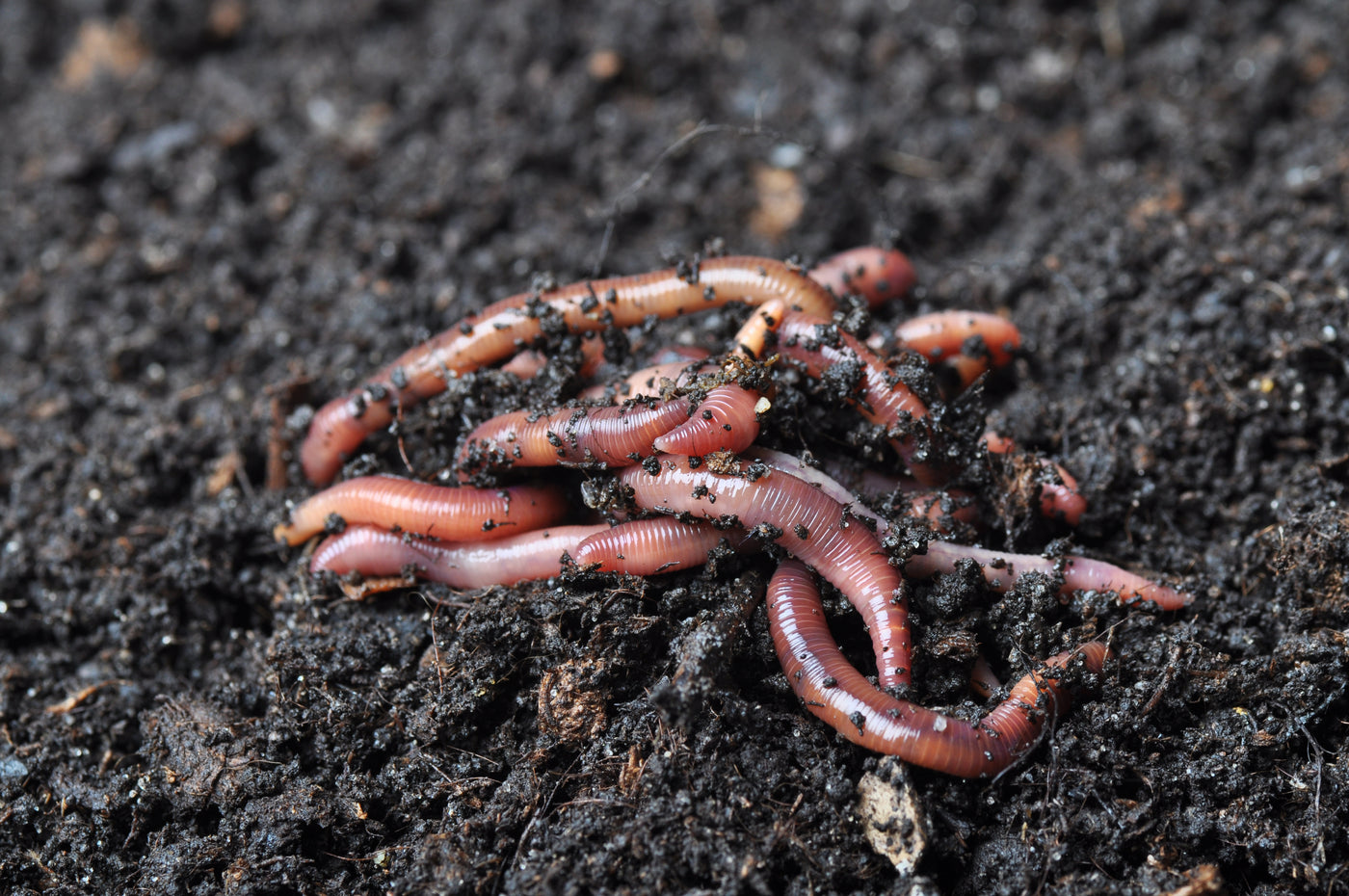 Earthworms in Soil